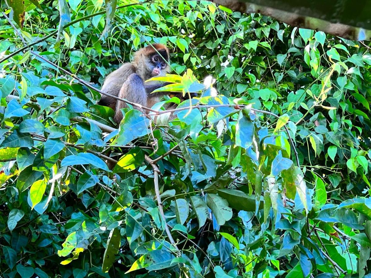 Natural Experience House Tortuguero Eksteriør billede