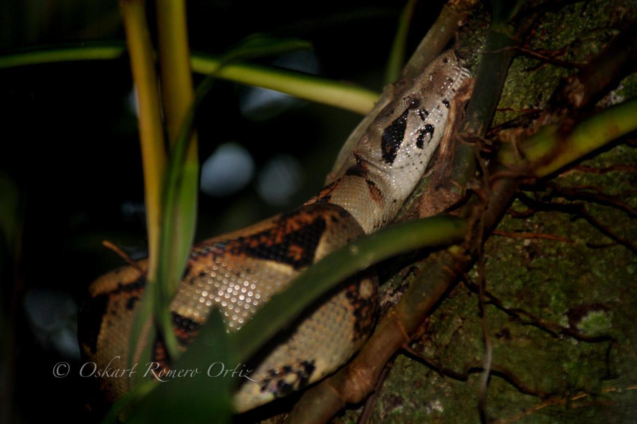 Natural Experience House Tortuguero Eksteriør billede