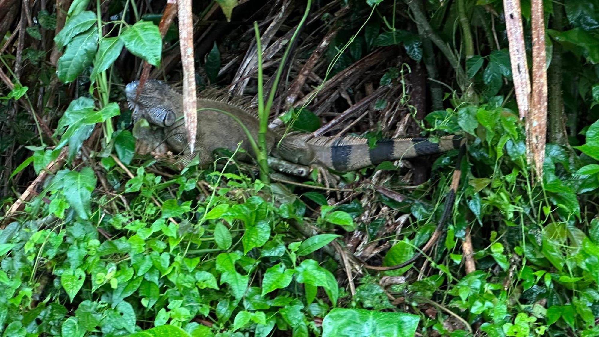 Natural Experience House Tortuguero Eksteriør billede